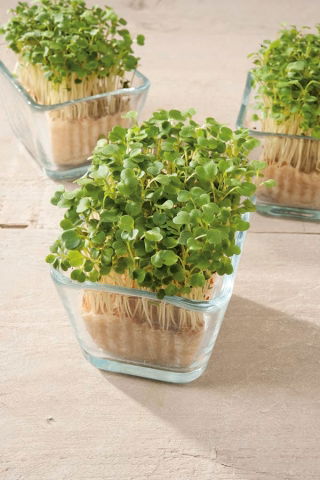 Microgreens - Garten-Senfrauke - junge, leckere Blätter