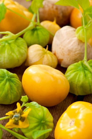Tomatillo -Amarylla - Physalis ixocarpa - 340 Samen