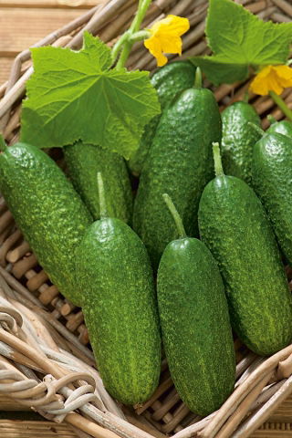 Castravete "Junak" - 105 semințe - Cucumis sativus