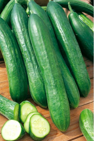 Pepino - Tessa - 105 sementes - Cucumis sativus