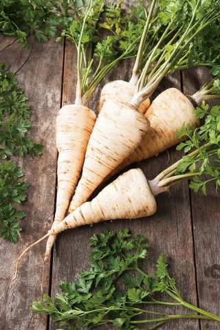 جعفری "کینگا" - Petroselinum crispum  - دانه