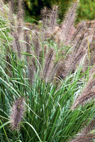 Fountain Grass seeds – Pennisetum
