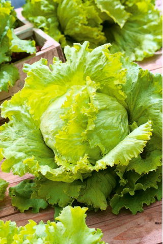 Salat Iceberg - Queen of Summer - 250 frø - Lactuca sativa L.