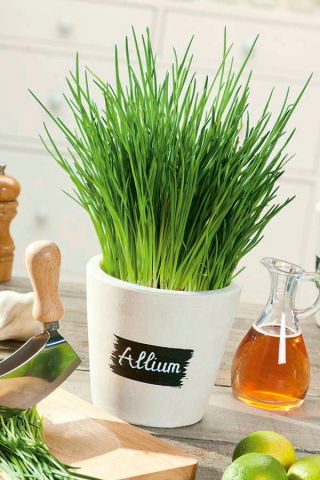 Home Garden - Spring onion "Broad Leaf" - for indoor and balcony cultivation - 1700 seeds