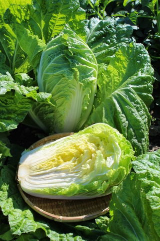Biji dilapisi - Napa kubis "Bilko F1" - 50 biji - Brassica pekinensis