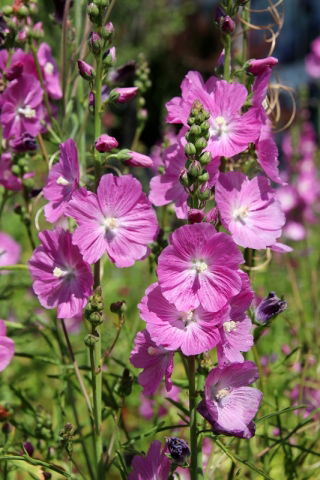 Checkerbloom; Schachmalve, Präriemalve - 
