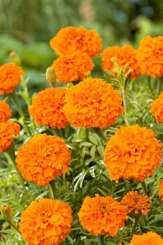 Fløjlsblomst - Opret - Mona - appelsin - Tagetes erecta  - frø