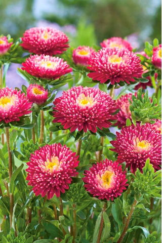 Prinzess Aster "Tristan" - Purpur-Kirschrot - 225 Samen