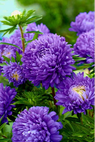 Aster berbunga peony "Lazuryt" - 450 biji - Callistephus chinensis 