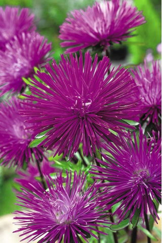 İğne yaprağı yaprağı aster "Wioletta" - erik otu - 450 tohum - Callistephus chinensis  - tohumlar