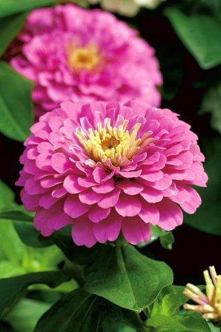 矮人花园百日草“Liliputek” - 粉红色 -  90粒种子 - Zinnia elegans - 種子