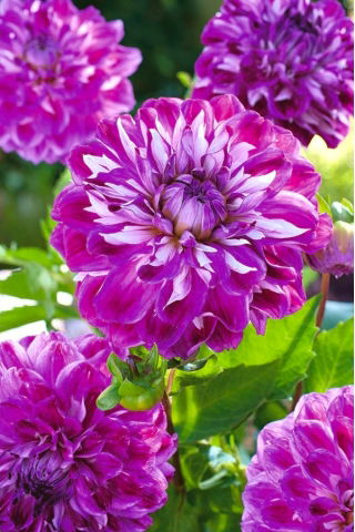 Dahlia Optik İllüzyon