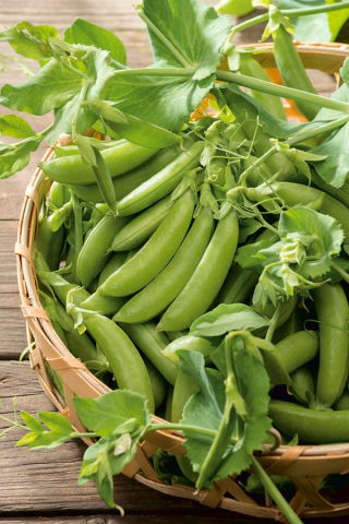 Pois cultivé - Boogie - Pisum sativum - graines