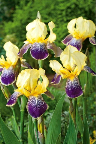 Iris - Purple and Yellow - Iris germanica