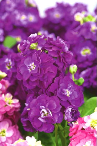 Grande Giroflée - Matthiola incana annua - Varsovia Rena - graines