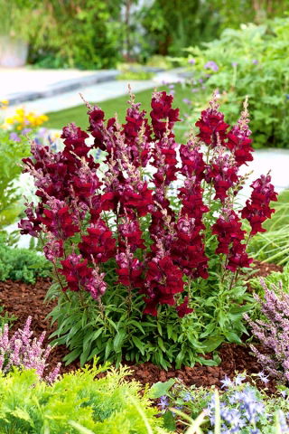 Bocca di leone comune - Jan - Antirrhinum majus maximum - semi