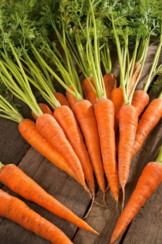 Morcov "Valor F1" - varietate timpurie - 1275 de semințe - Daucus carota ssp. sativus 