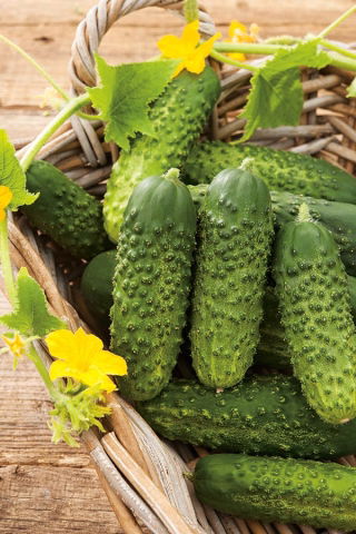 Огурец посевно́й - Arko F1 - Cucumis sativus - семена