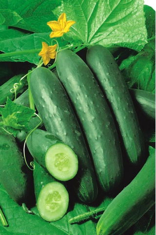 Cetriolo - Jazzer F1 - 10 semi - Cucumis sativus
