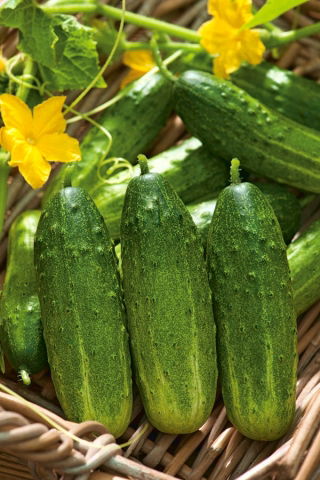 Огурец посевно́й - Edmar F1 - 105 семена - Cucumis sativus