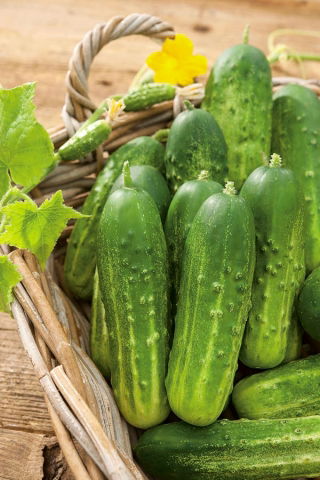 Timun jeruk "Remiz F1" - Cucumis sativus - benih