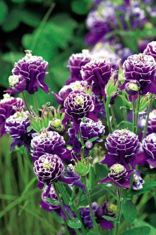 Aquilegia comune - Double Dark Blue & White - Aquilegia vulgaris