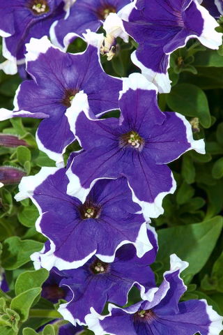 Zahradní petunie "Iluze (Iluze)" - modrá - Petunia hyb. multiflora nana - semena