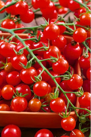 Field tomato "Superbaby" - tall, cocktail variety