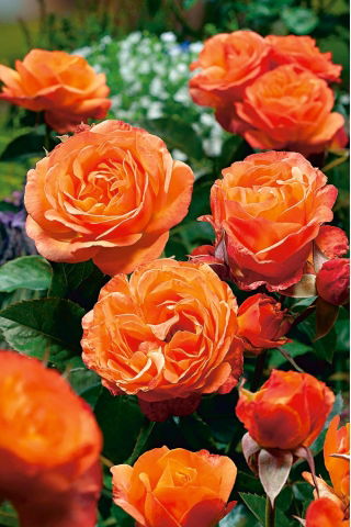 Arbusto rosa - arancio - piantina in vaso - 