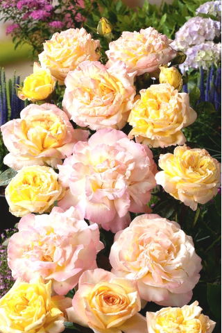 Rosa trepadora - amarillo limón - rosa - plántulas en maceta - 