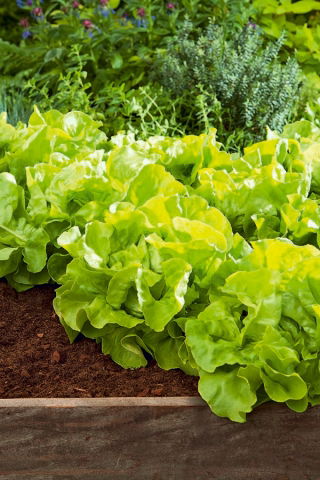 Lattuga cappuccina - Edyta Ożarowska - verde - 900 semi - Lactuca sativa L. var. capitata