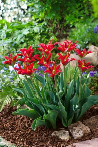 Tulipa Eye Catcher - Tulip Eye Catcher - 5 bulbs