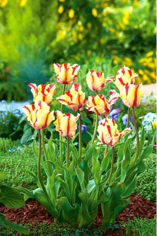 Tulipa Flaming Parrot - Tulip Flaming Parrot - 5 bulbs