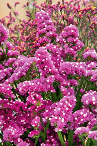 Limonka chobotnatá - karmínová - Limonium sinuatum - Sytě růžové květy, letní elegance - Čerstvá semena