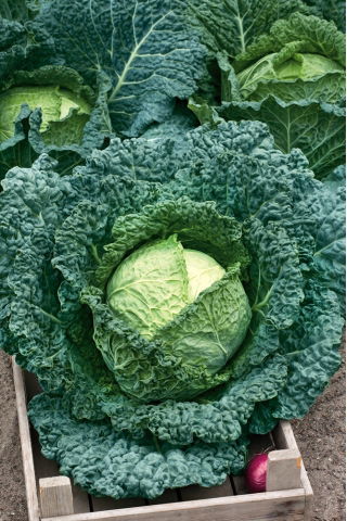 Kubis Savoy "Vertus 2" - 640 biji - Brassica oleracea var. sabauda 