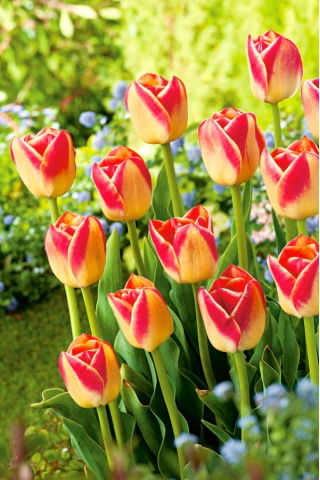 Tulipa Candy Corner - Tulip Candy Corner - 5 bulbs