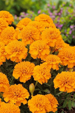 ดอกดาวเรืองฝรั่งเศส "Izolda" - แอปริคอตสีส้ม, ดอกไม้คู่ที่เติบโตต่ำ - Tagetes patula nana - เมล็ด