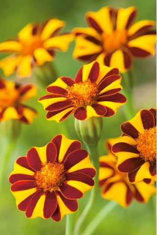 Marigold Mr. Majestic seeds - Tagetes patula nana - 105 seeds