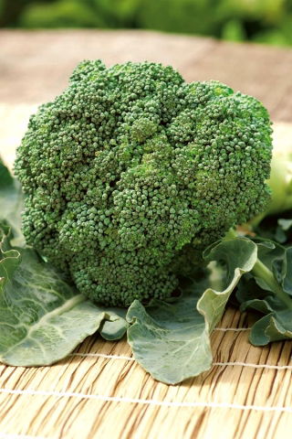 Broccoli - Wiarus - 300 semi - Brassica oleracea L. var. italica Plenck