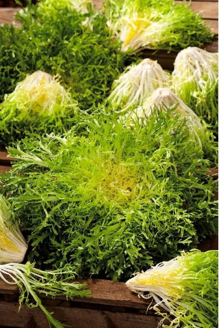 Endiviensamen (gemischt) - Cichorium endivia - 300 Samen - 