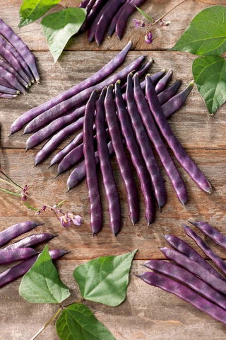 Green bean "Blauhilde" - staked, purple pod variety