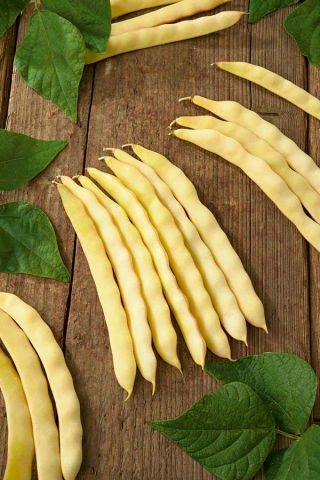Böna -  Serpedor - Phaseolus vulgaris L. - frön