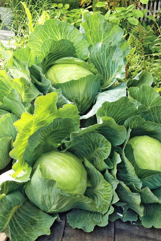 Belo zelje "Amager kurzstrunkig" - pozna sorta - 480 semen - Brassica oleracea convar. capitata var. alba - semena
