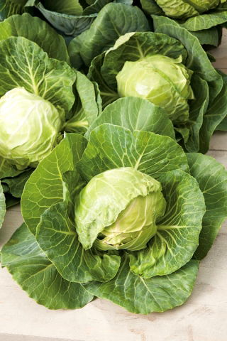 白キャベツ「ファンタジー」 - 屋外および保護カバーの下での栽培用 - Brassica oleracea convar. capitata var. alba - シーズ