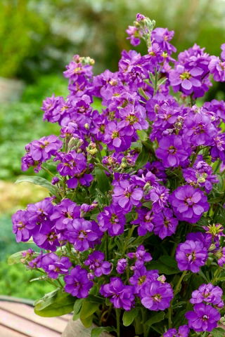 Garten-Levkoje Lolita Samen - Matthiola incana annua - 300 Samen