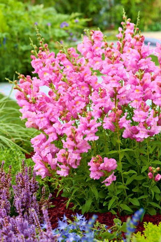 Boca de dragón - Atos - rosa - Antirrhinum majus nanum - semillas