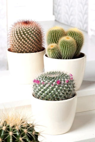 Vortekaktus - mix - 50 frø - Mammillaria