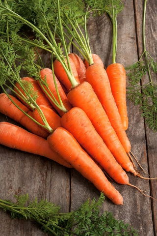Carrot "Rumba" - medium early, sweet, vividly orange variety - 2550 seeds