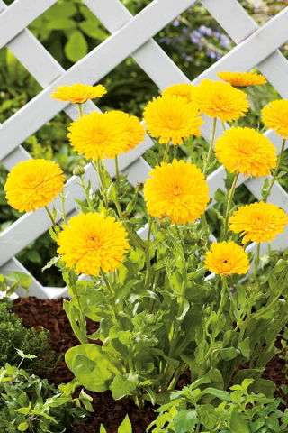 Календула лекарственная - Santana - Calendula officinalis - семена