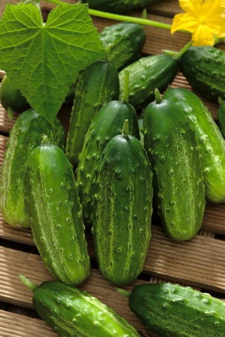Cucumber "Basza" - pickling variety - 175 seeds